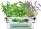 Seeds Margarita & Mojito Windowsill Garden Grow Kit | Herb, Plant, Flower Starter Kit for Kids & Adults | Guaranteed to Grow | Best Indoor Grow Your Own Plant Gardening Gift
